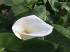ImageUploadedByDCUK Forum1423203211.116657.jpg
