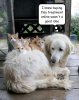 cats &dog.jpg