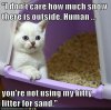 cat litter.jpg