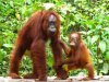 orangutan.jpg