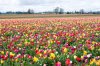 tulips.jpg