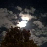 Twilightowl
