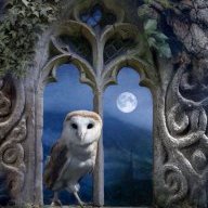 ScottishNightOwl