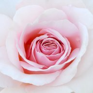 Art Of Flowers