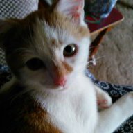 Ettywhiskers