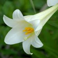 Lily76