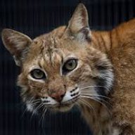 806cat