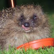 Hedgehog161