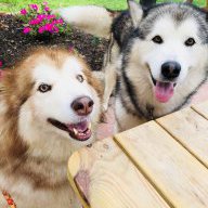 Malamutes