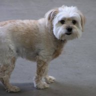 dogby