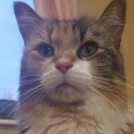 auttycat