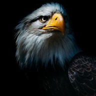 balding-eagle