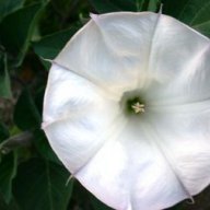 Evenbio