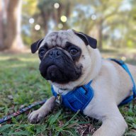PugMom
