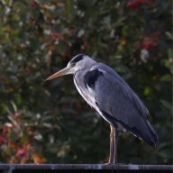 oldgreyheron
