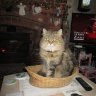tiggy123456