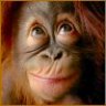 MonkeyMoon