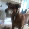 dukeys mummy