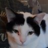 cheziecat