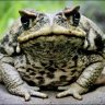 BigBigBoris