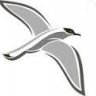 Petrel