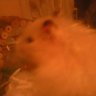 Gembear