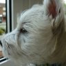 izzywizzy