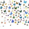 Butterflies