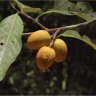 Myristica