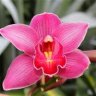 Pinkorchid