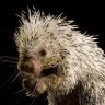 PricklyPorcupine