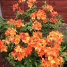 Sun7 flower
