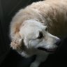 bigpuppymir
