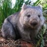 ukwombat