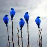 blusno