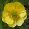 Buttercup55