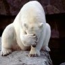 bear502