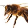 honeyman54