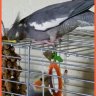 Smokeycockatiel