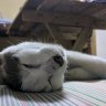 Clefto.Plank