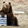 An Bear