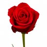 Raerose