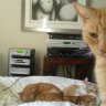 CatManRob