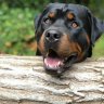 Rottielover