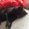Toofycat