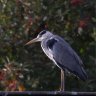 oldgreyheron