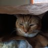 LeeLeeCat