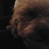 tallulahpoodle
