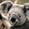 oz_1