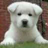 Akita's